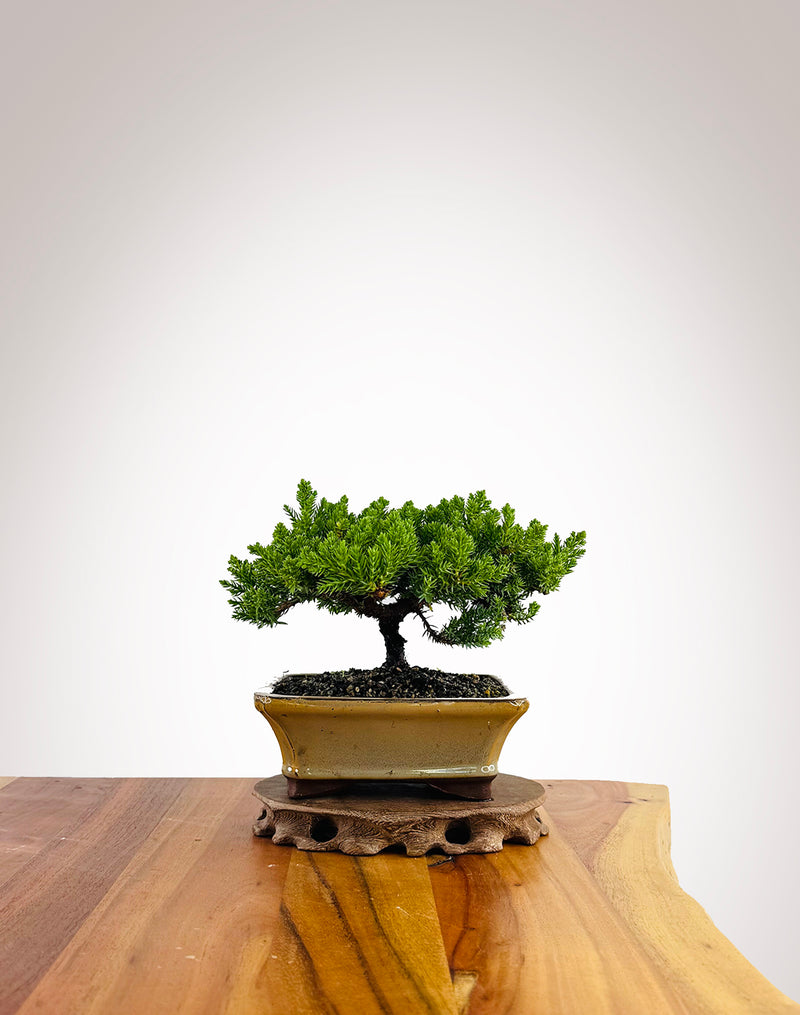 Japanese Juniper (JJ2504001)