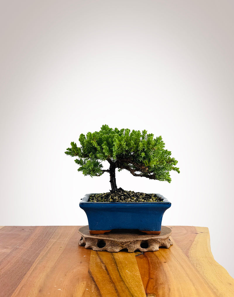 Japanese Juniper (JJ2504003)