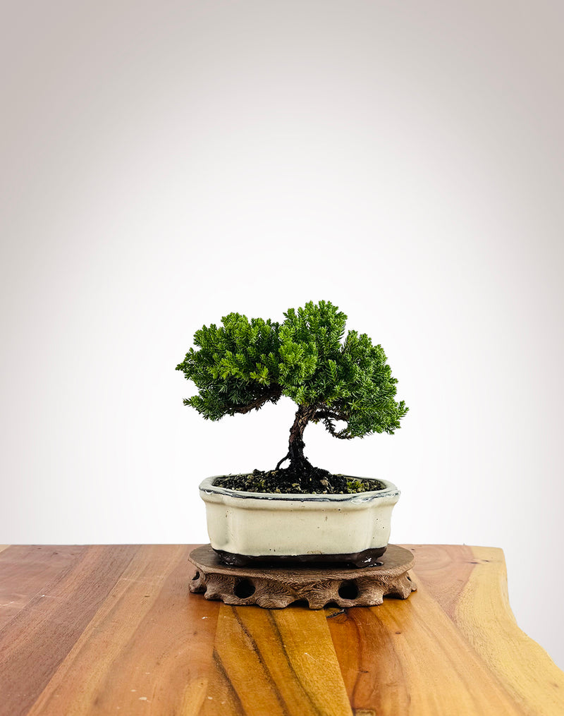 Japanese Juniper (JJ2504006)