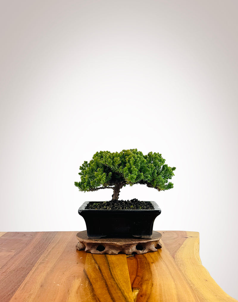 Japanese Juniper (JJ25070009)