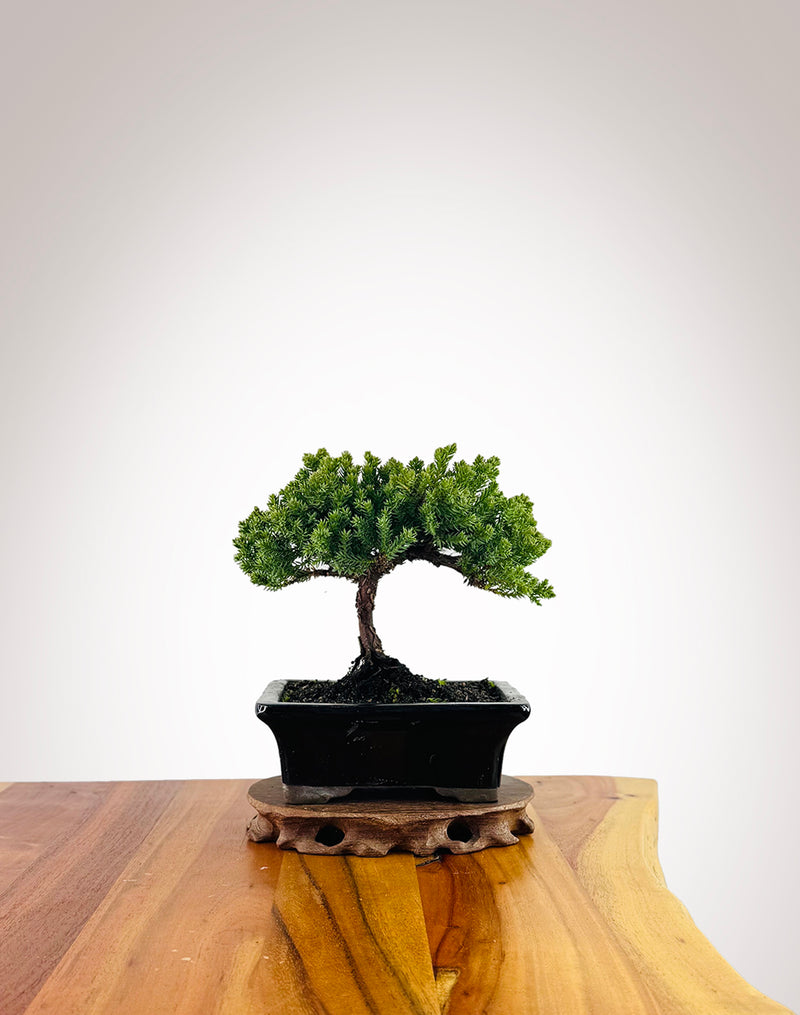 Japanese Juniper (JJ2507001)