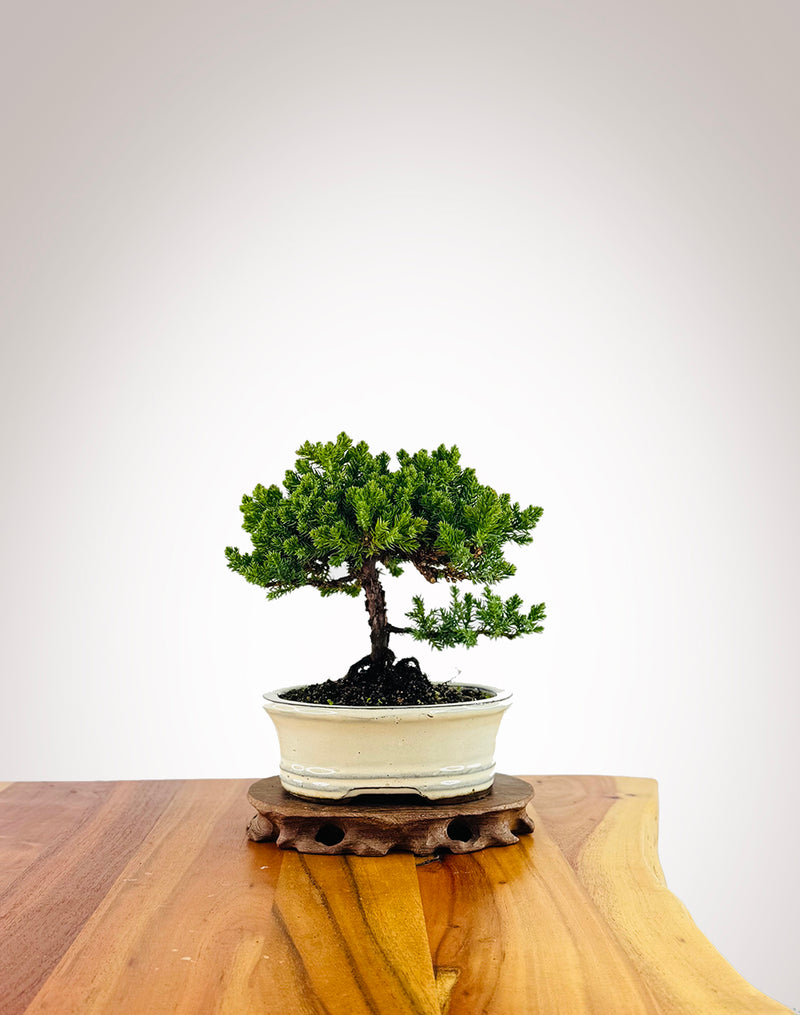 Japanese Juniper (JJ2507003)