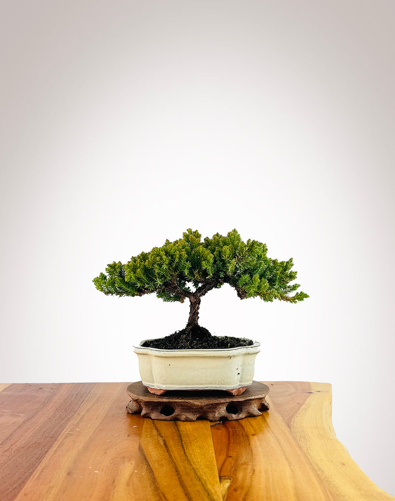 Japanese Juniper (JJ2507006)