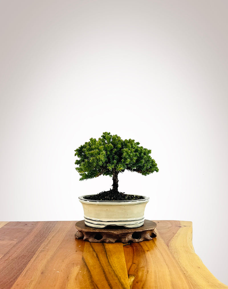 Japanese Juniper (JJ2507007)