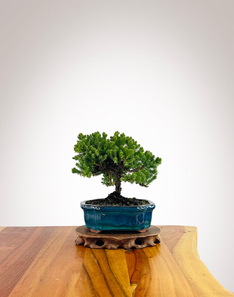 Japanese Juniper (JJ2507012)