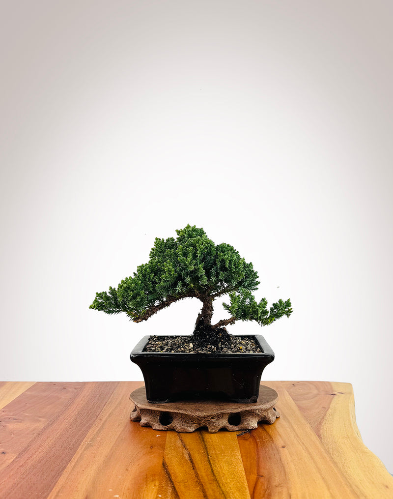 Japanese Juniper (JJ2509001)