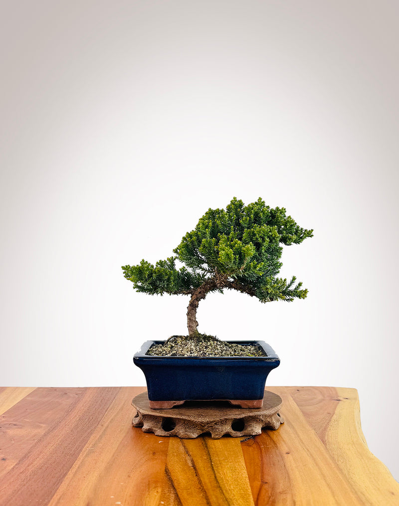 Japanese Juniper (JJ2509002)