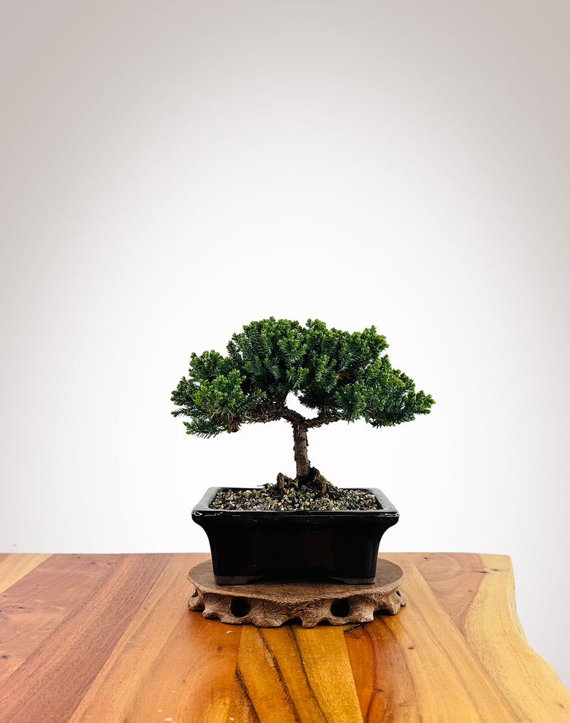 Japanese Juniper (JJ2509004)