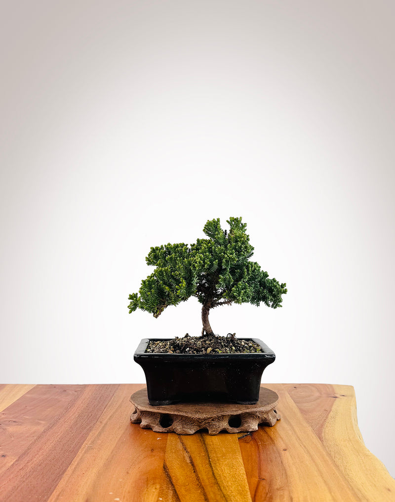 Japanese Juniper (JJ2509005)