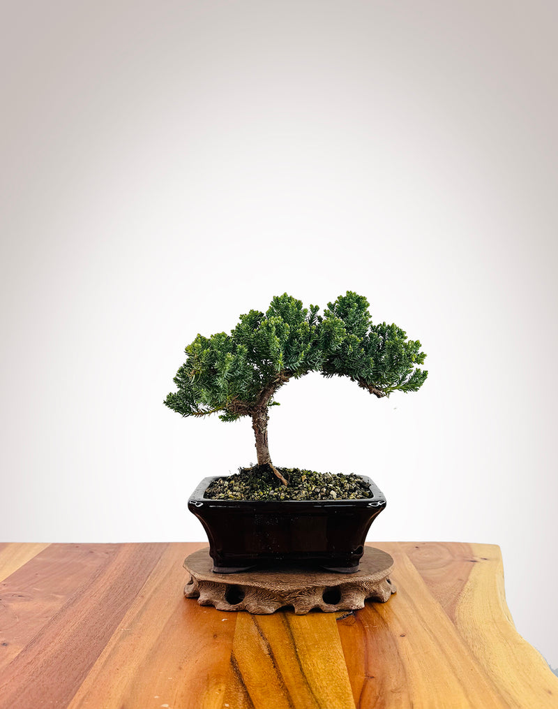 Japanese Juniper (JJ2509006)