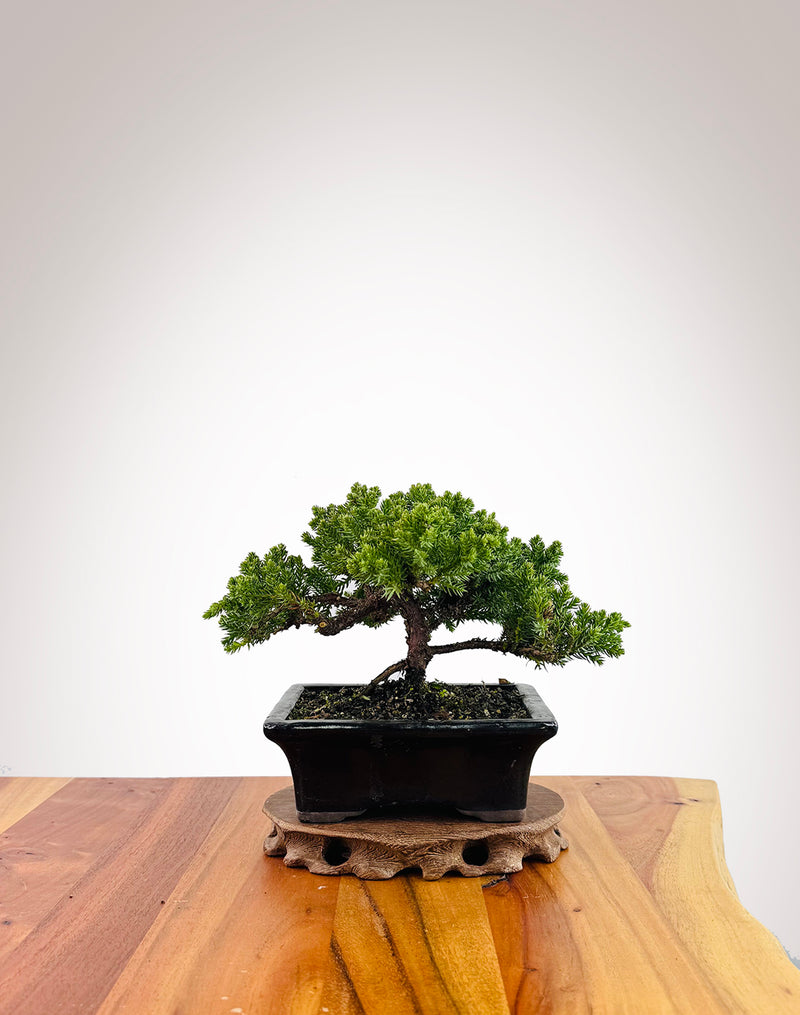 Japanese Juniper (JJ2509010)
