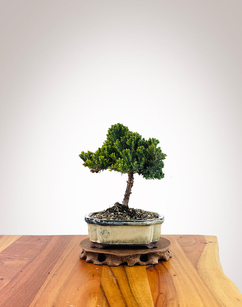 Japanese Juniper (JJ2509011)
