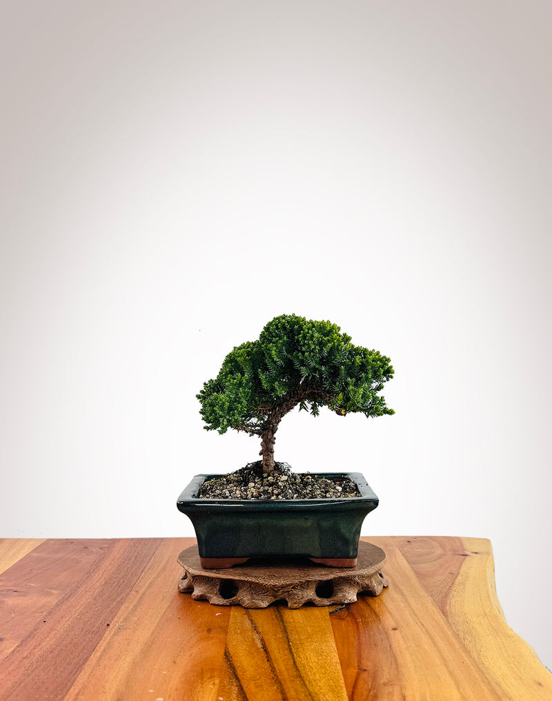 Japanese Juniper (JJ2509012)