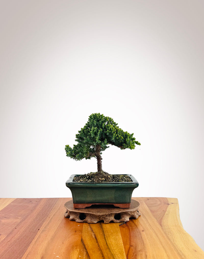 Japanese Juniper (JJ2509013)