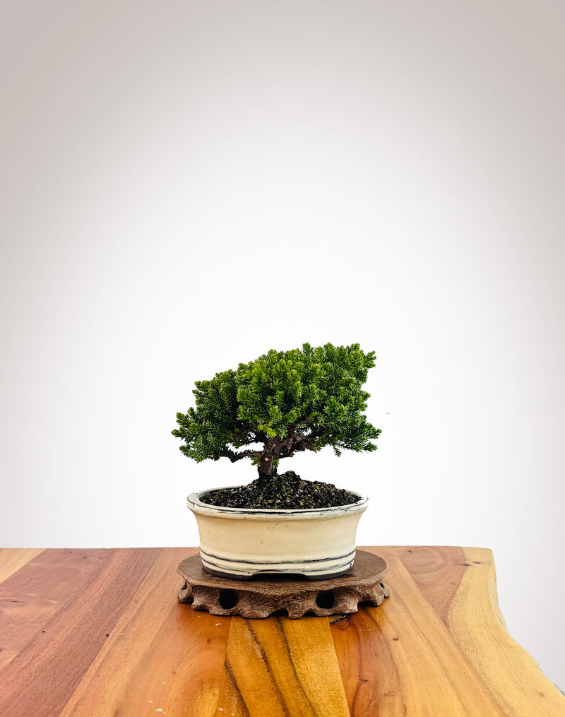 Japanese Juniper (JJ2509014)