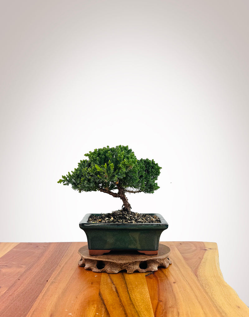 Japanese Juniper (JJ2509016)