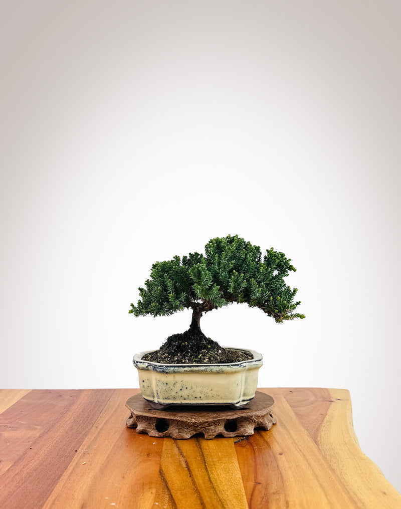 Japanese Juniper (JJ2509017)