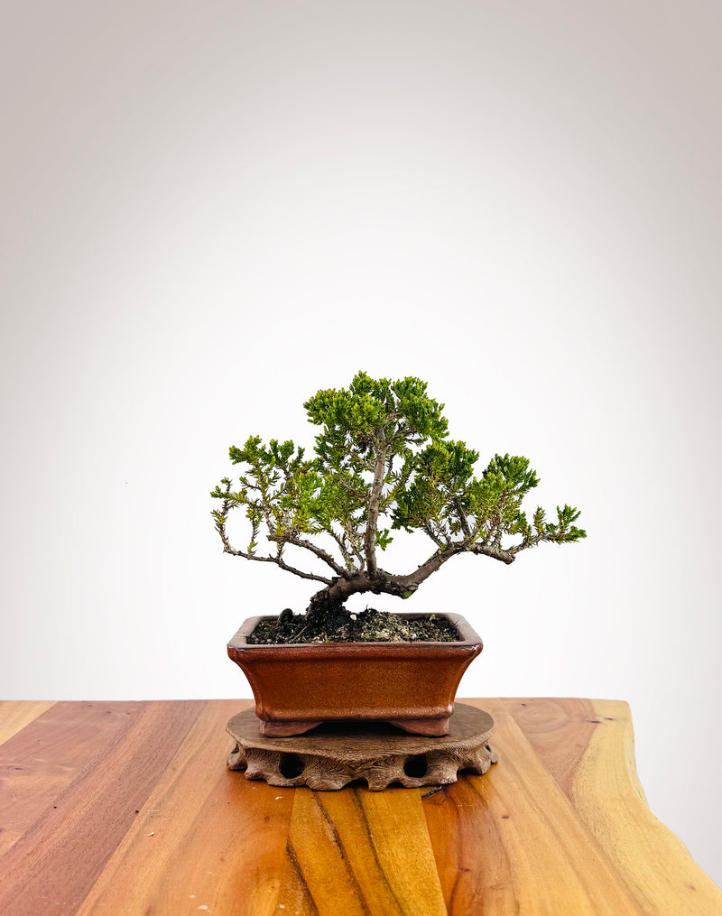 Japanese Juniper (JJ2509018)