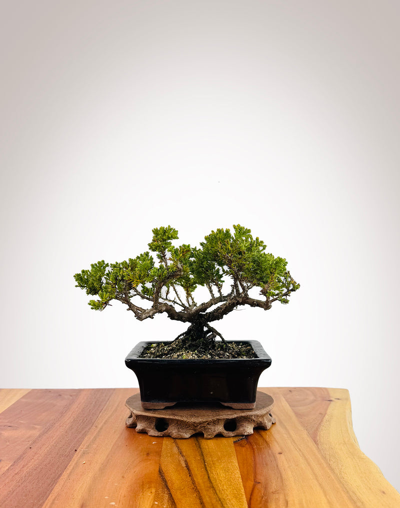 Japanese Juniper (JJ2509019)