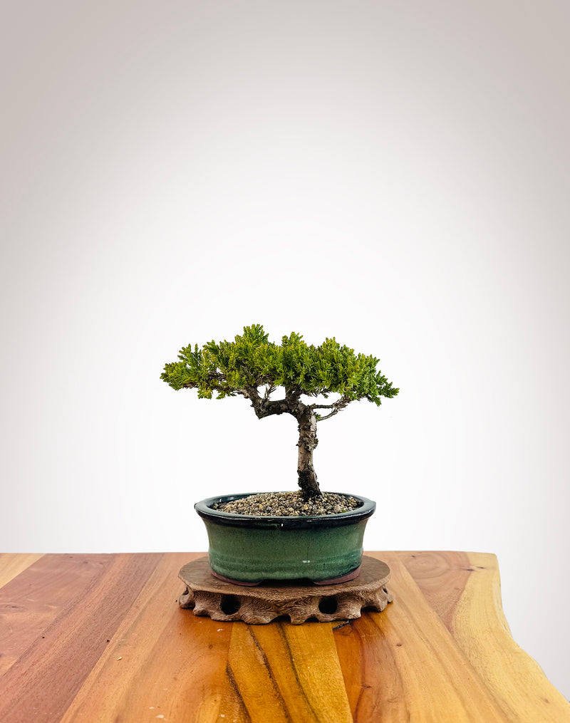 Japanese Juniper (JJ2509022)