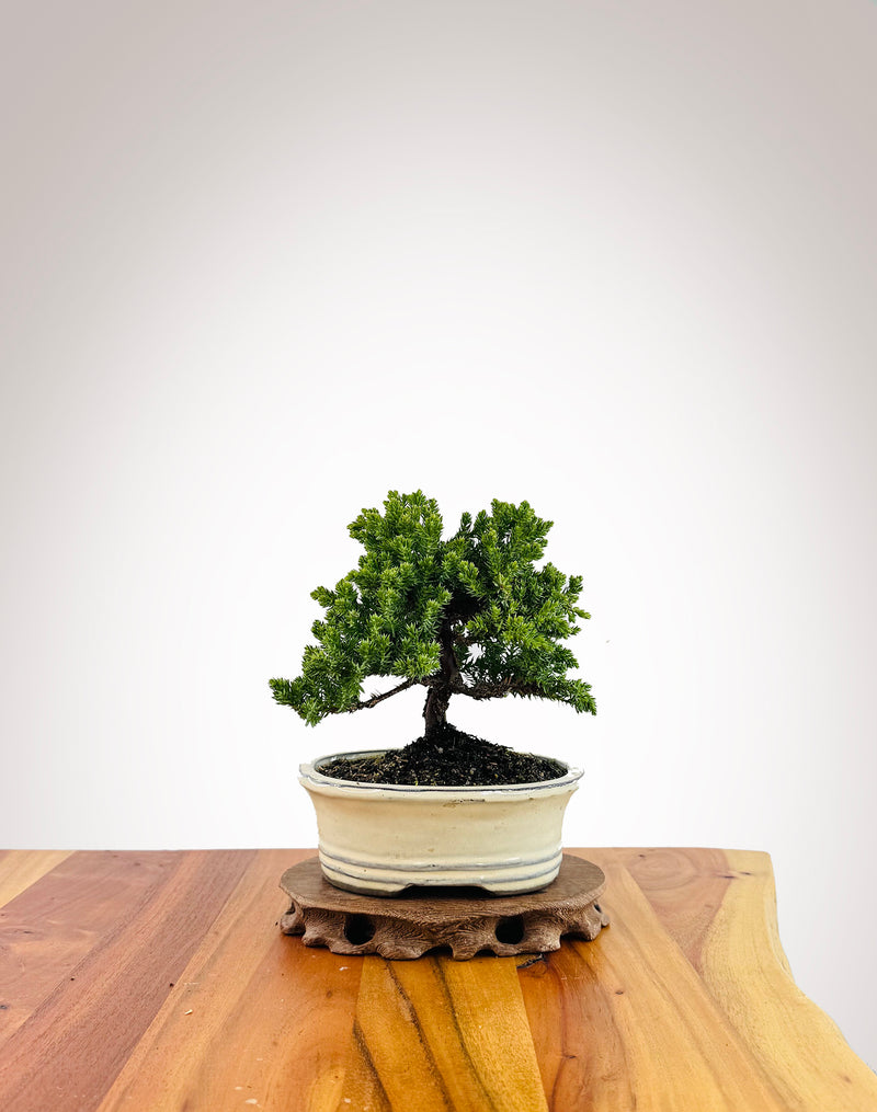 Japanese Juniper (JJ2509023)