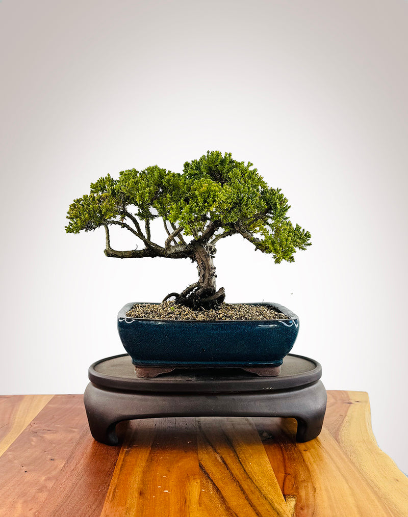 Japanese Juniper (JJ2509025)