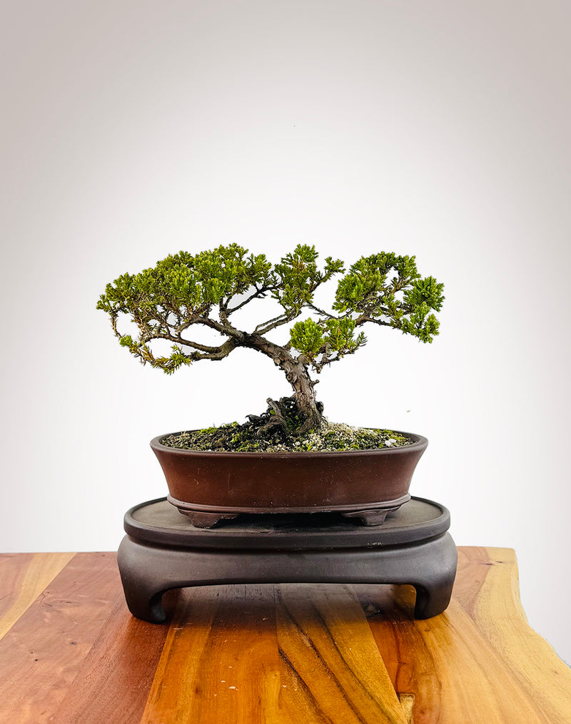 Japanese Juniper (JJ2509026)