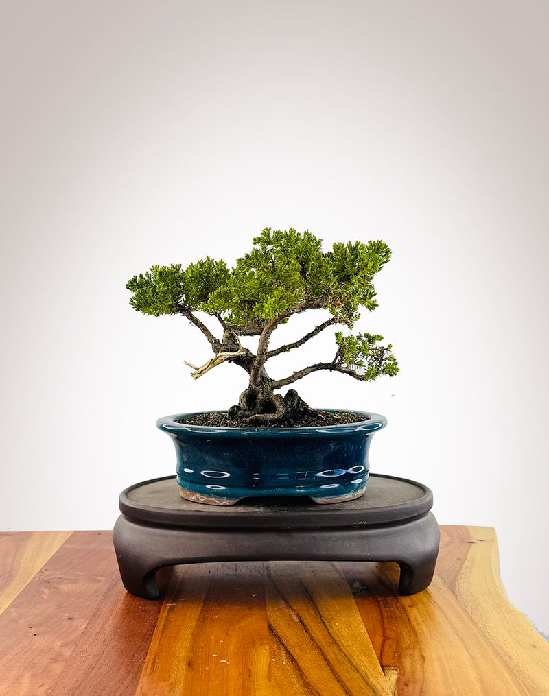 Japanese Juniper (JJ2509027)