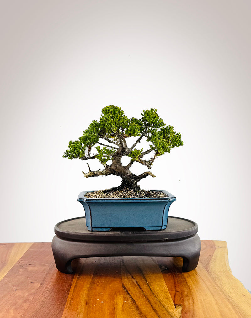Japanese Juniper (JJ2509028)