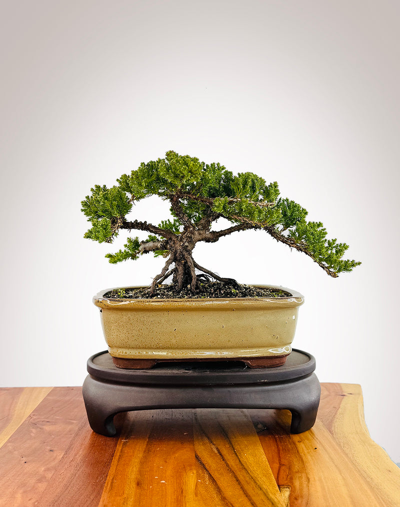 Japanese Juniper (JJ2509029)