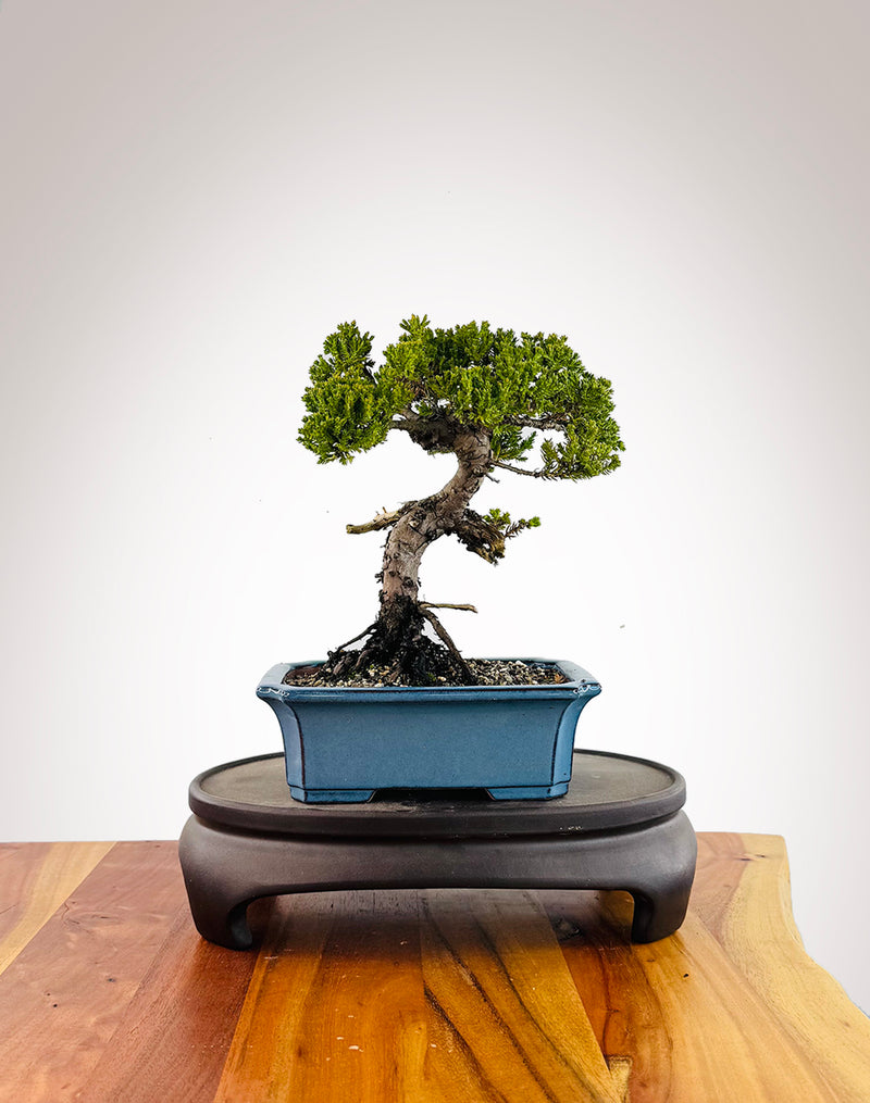 Japanese Juniper (JJ2509030)