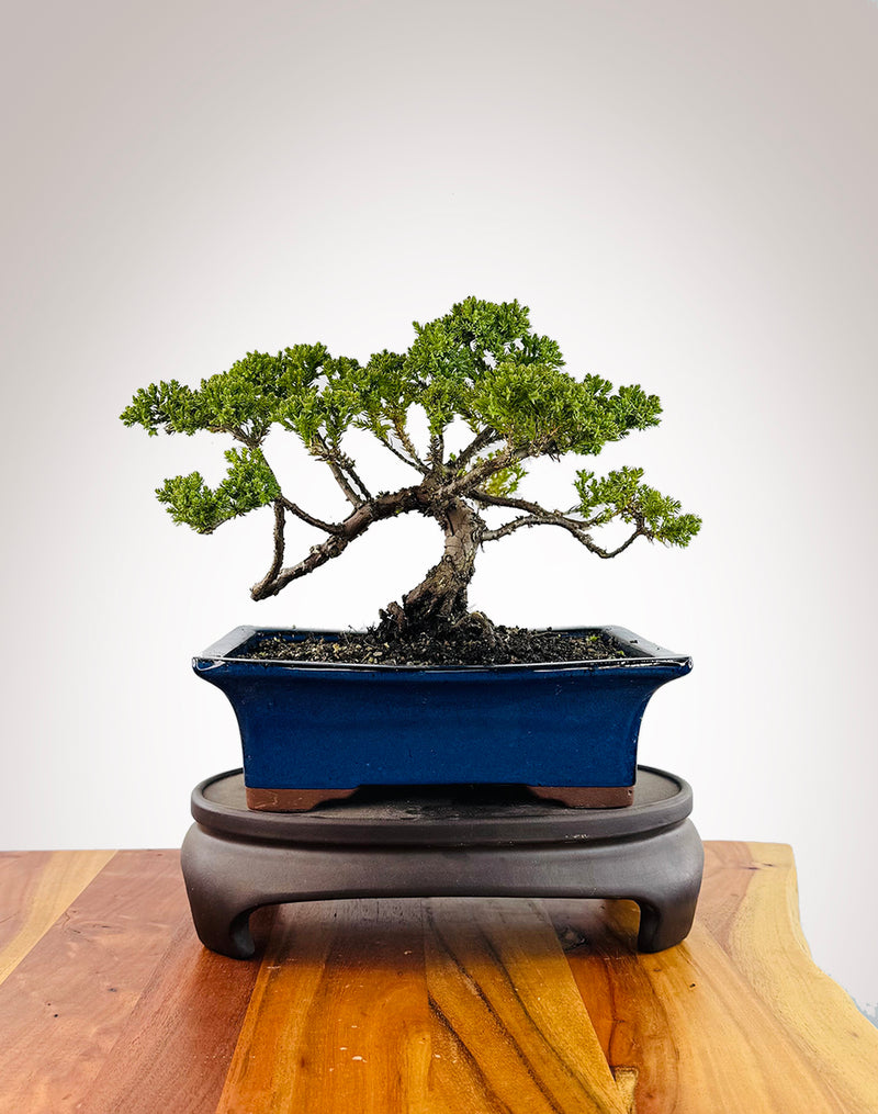 Japanese Juniper (JJ2509031)