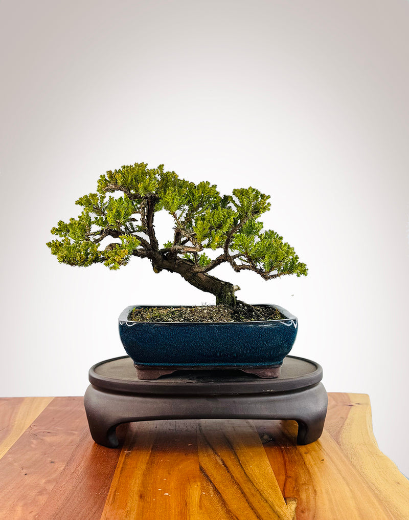 Japanese Juniper (JJ2509032)