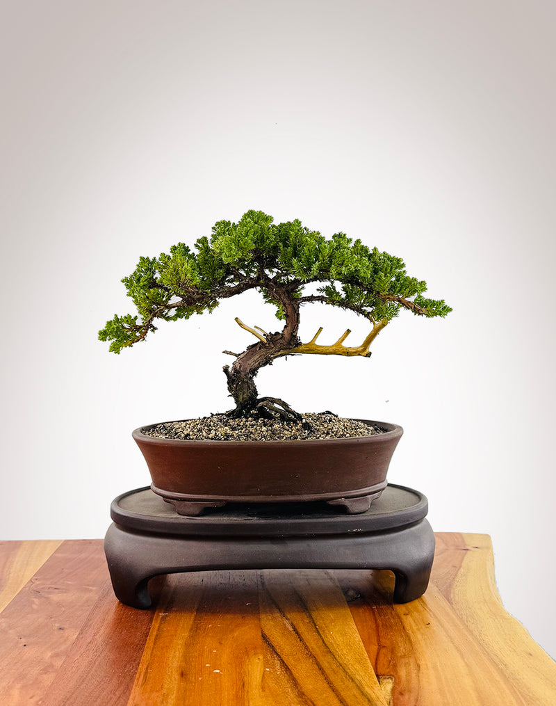 Japanese Juniper (JJ2509034)