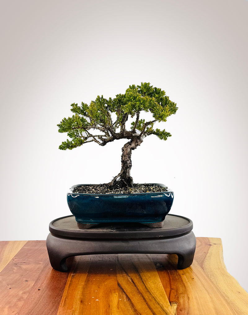 Japanese Juniper (JJ2509036)