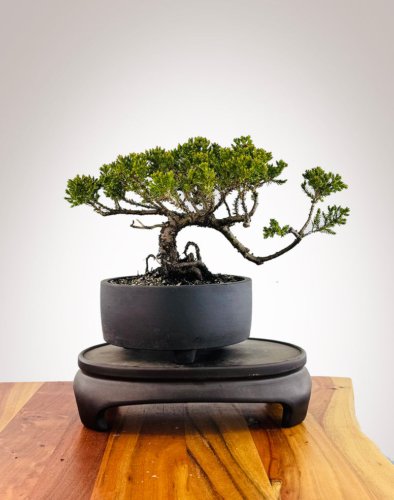 Japanese Juniper (JJ2509037)