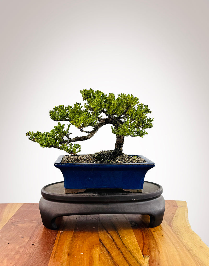 Japanese Juniper (JJ2509038)