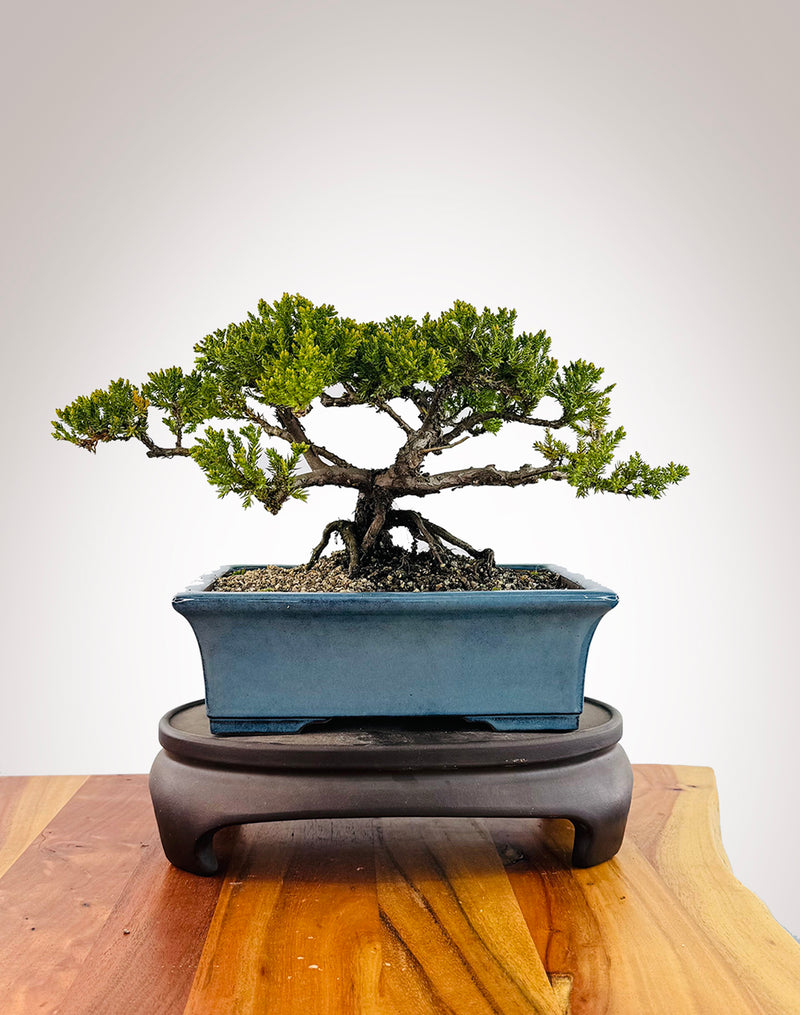 Japanese Juniper (JJ2509040)