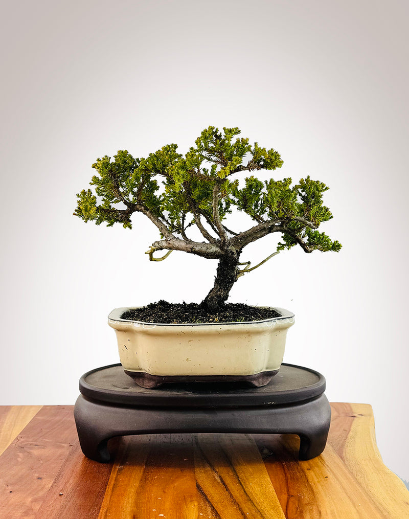 Japanese Juniper (JJ2509042)