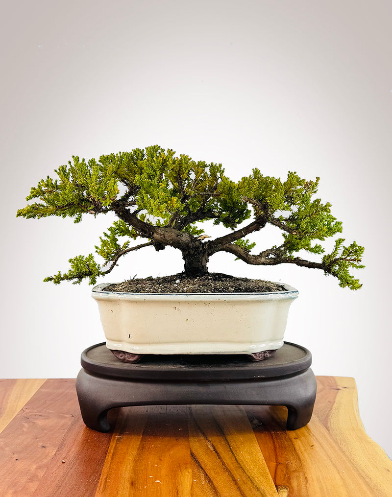 Japanese Juniper (JJ2509043)