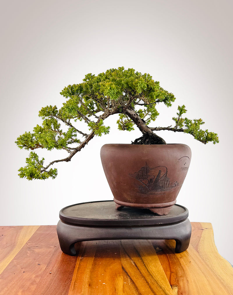 Japanese Juniper (JJ2509046)