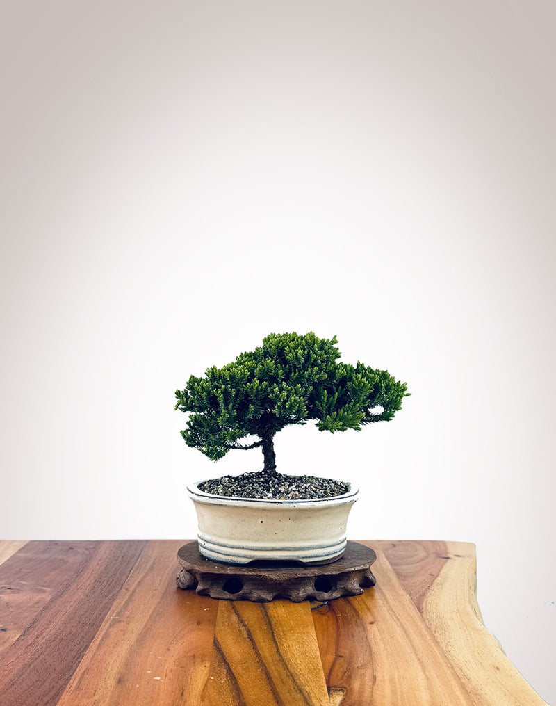 Japanese Juniper (JJ2510004)