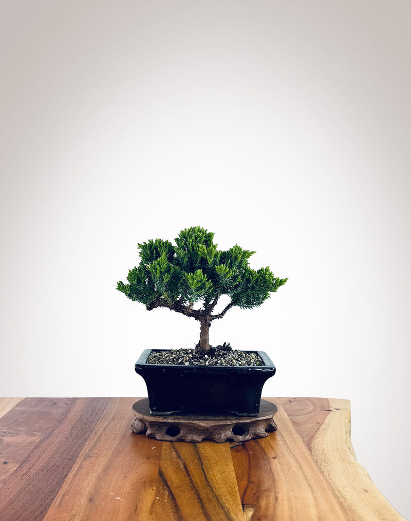 Japanese Juniper (JJ2510012)