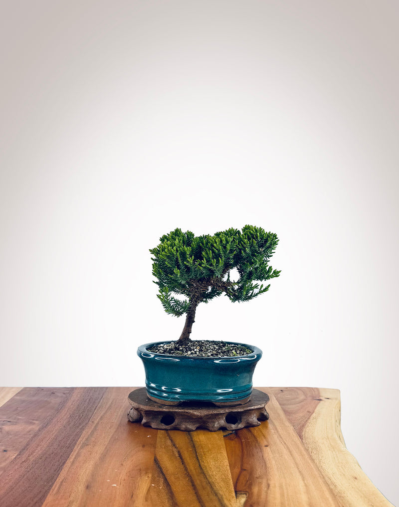 Japanese Juniper (JJ2510016)