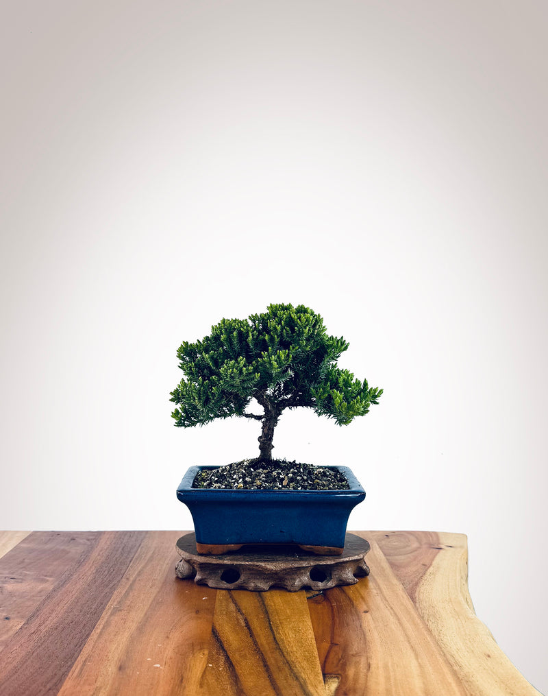 Japanese Juniper (JJ2510018)