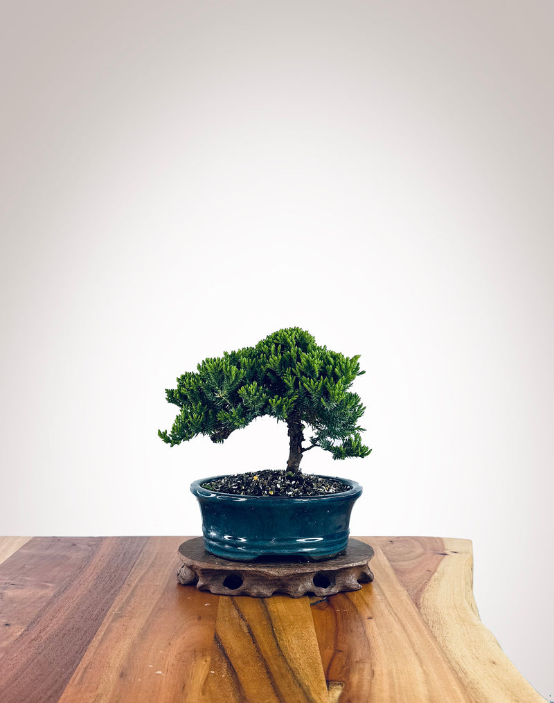 Japanese Juniper (JJ2510019)