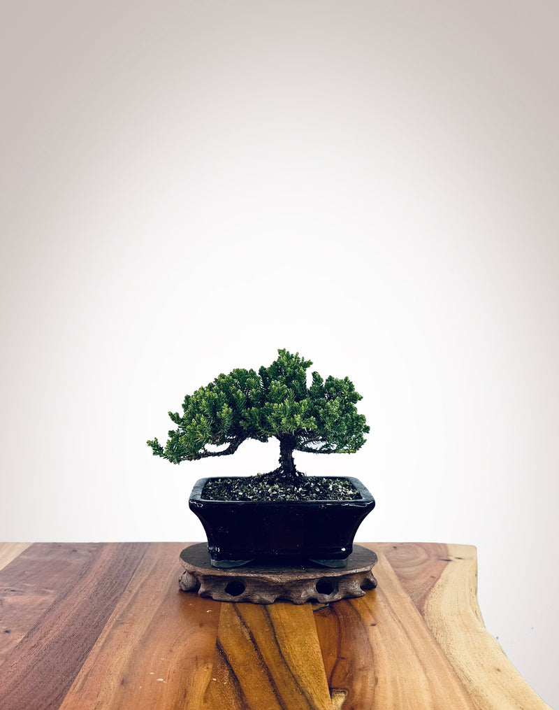 Japanese Juniper (JJ2510020)