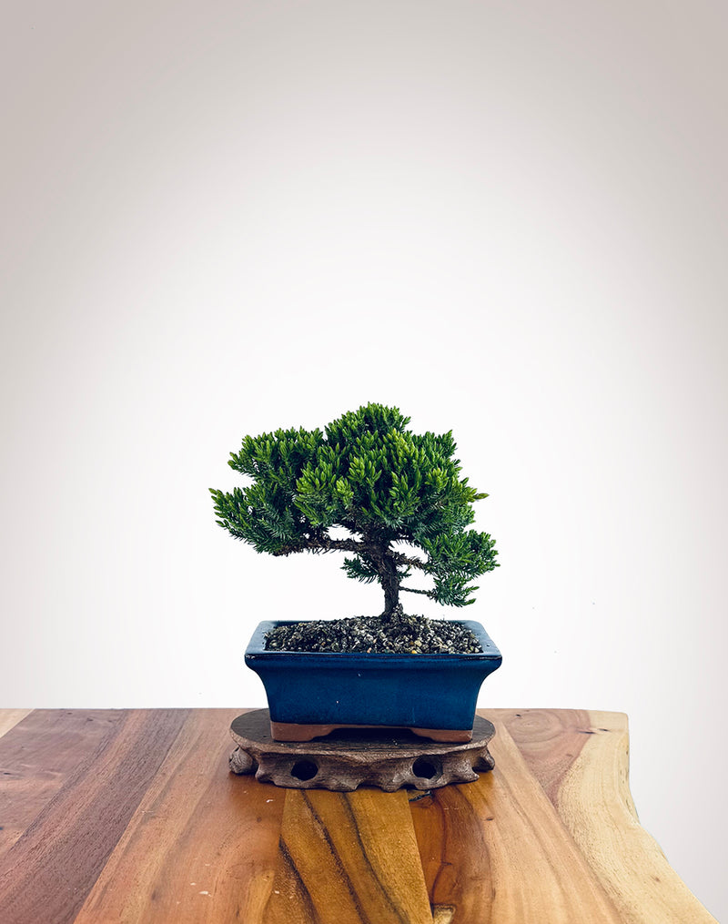 Japanese Juniper (JJ2510021)