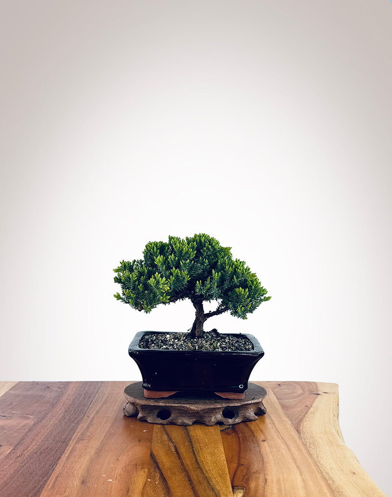 Japanese Juniper (JJ2510022)