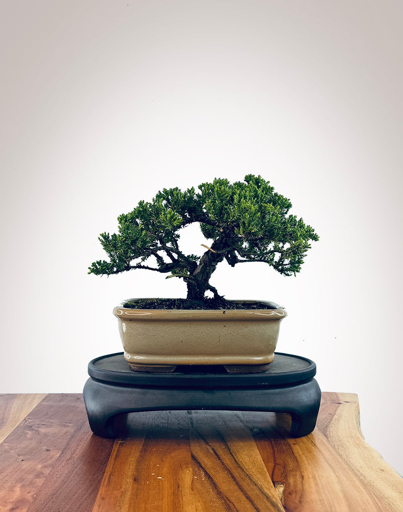 Japanese Juniper (JJ2510028)